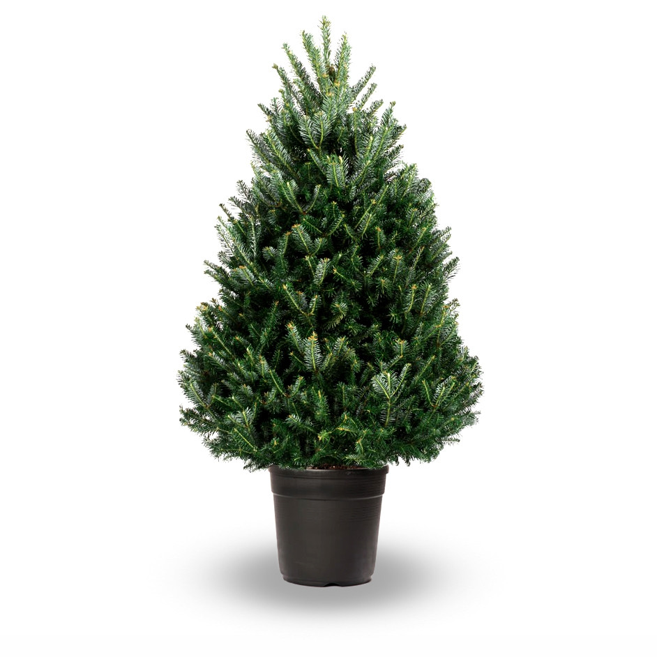 easy care guide potted christmas trees how to make them easy care guide potted christmas trees how to make them
